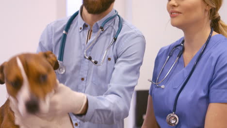 vet examining the dog