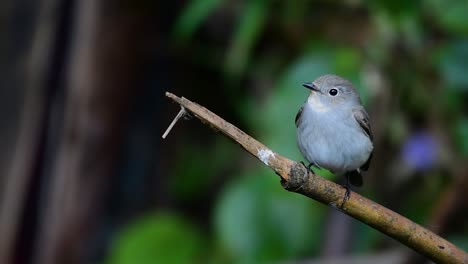 taiga flycatcher, female,