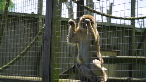 depressed-little-monkey-holding-on-to-a-fence-feeling-like-in-a-prison-thinking-about-life-and-how-to-get-out-from-the-cage-ropes-playground-in-the-background-deep-cinematic-scene