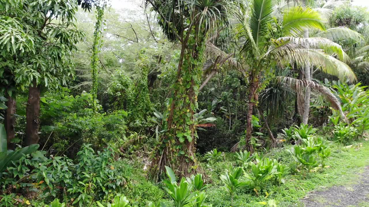 volar sobre una carretera de grava en la jungla de la isla de hawai