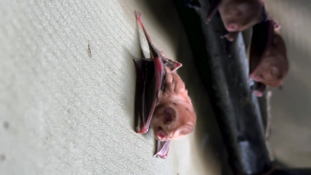Pipistrelli del genere Hipposideros appesi a testa in giù sulla parete di un rifugio per l'osservazione della natura. Parco Nazionale di Liwonde, Malawi