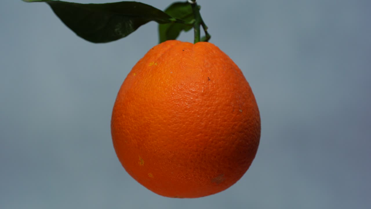 fruta naranja girando lentamente separada del fondo, cítricos frescos