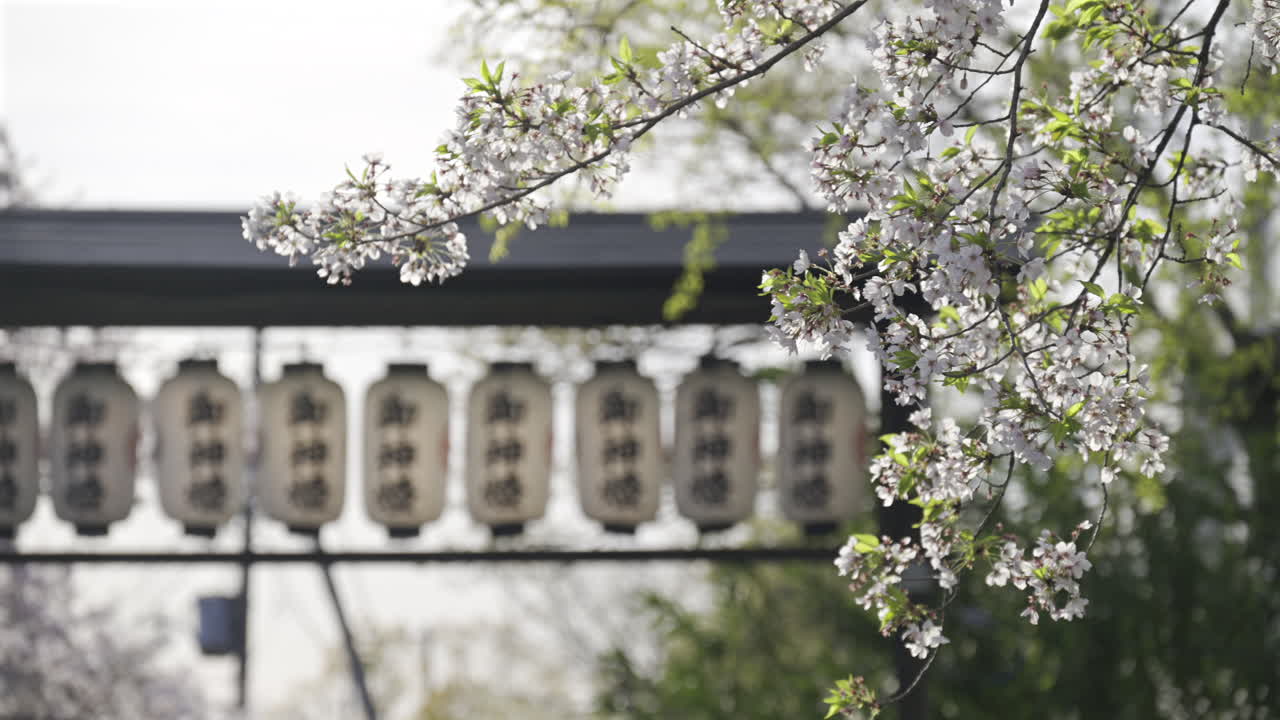 Beautiful cherry blossom trees display vibrant pink flowers while lanterns hang in the background. This tranquil setting unfolds in a park during spring. Kyoto, Japan