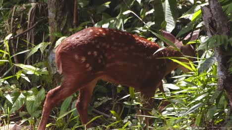 juvenile red brocket deer calmly forages through the rich, leaf-littered floor of peru’s rainforest morning