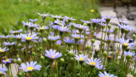 Ein-Großer-Haufen-Blühender-Lila-Gänseblümchen-In-Einem-Grünen-Garten