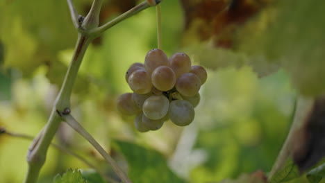 yellow grape cluster with leaves swaying wind on background vertical close up