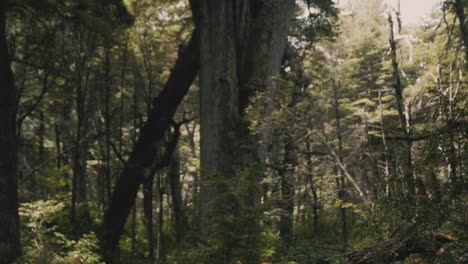 down-and-up-movement-of-big-trees-in-the-mountains-of-Chile