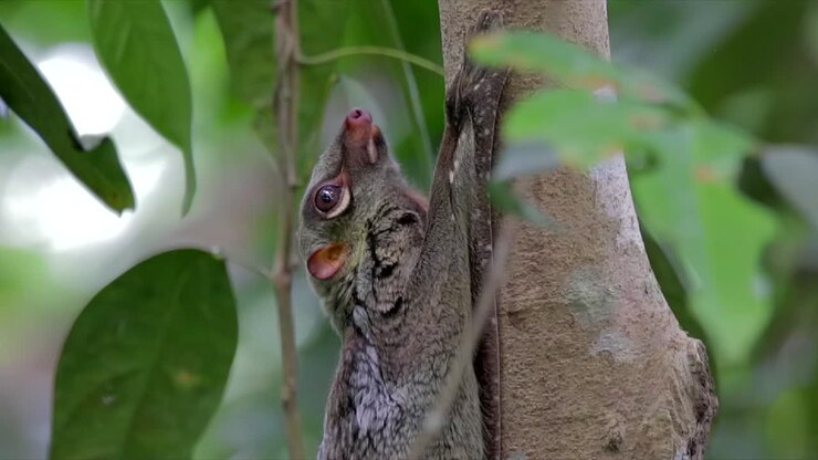 Colugo adulto o lemure volante in primo piano