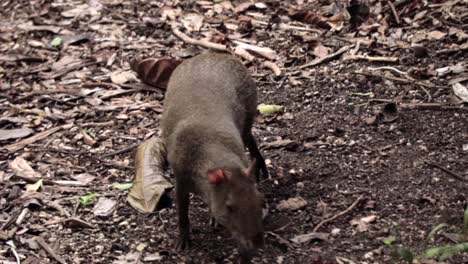 Mexikanischer-Agouti-Zereke,-Der-Auf-Dem-Boden-Nach-Nahrung-Sucht