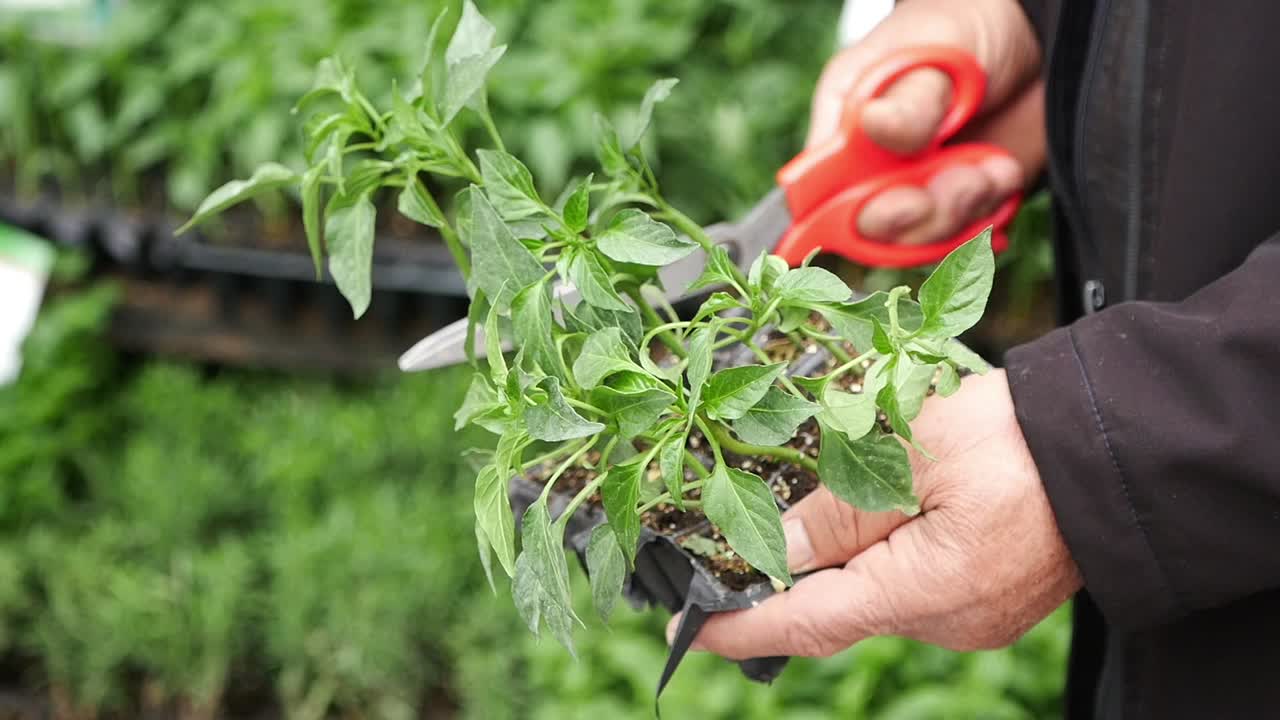 Person holding pepper plants, ready to be planted