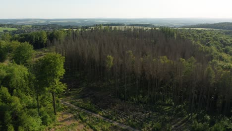 Drone-view-of-damaged-dead-dry-spruce-forest-hit-by-bark-beetle-in-Czech-countryside-surrounded-by-glade-and-logs