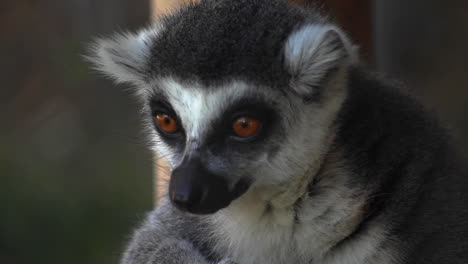 Lemur-Dreht-Im-Zoo-Den-Kopf,-Bevor-Er-Sich-Wegbewegt