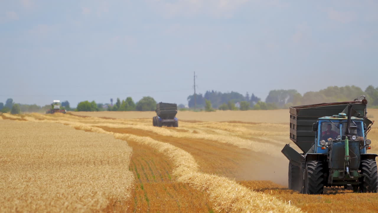 Modern combine harvesting grain. Agricultural machine collecting golden ripe wheat on the field