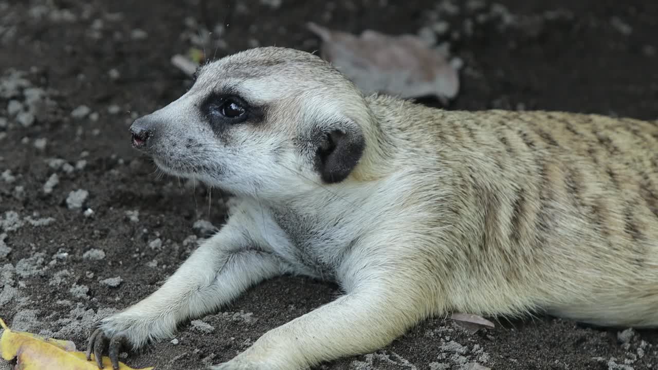 Closeup of Alert Meerkat Looking Around with Curious Expression in Natural Habitat