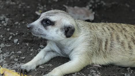closeup of alert meerkat looking around with curious expression in natural habitat
