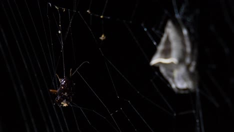 Die-Kakerlake-Kämpft-Darum,-Sich-Zu-Befreien,-Während-Die-Spinne-Sich-Entspannt-Und-Die-Beute-Ignoriert,-Um-Einfach-Herunterzufallen