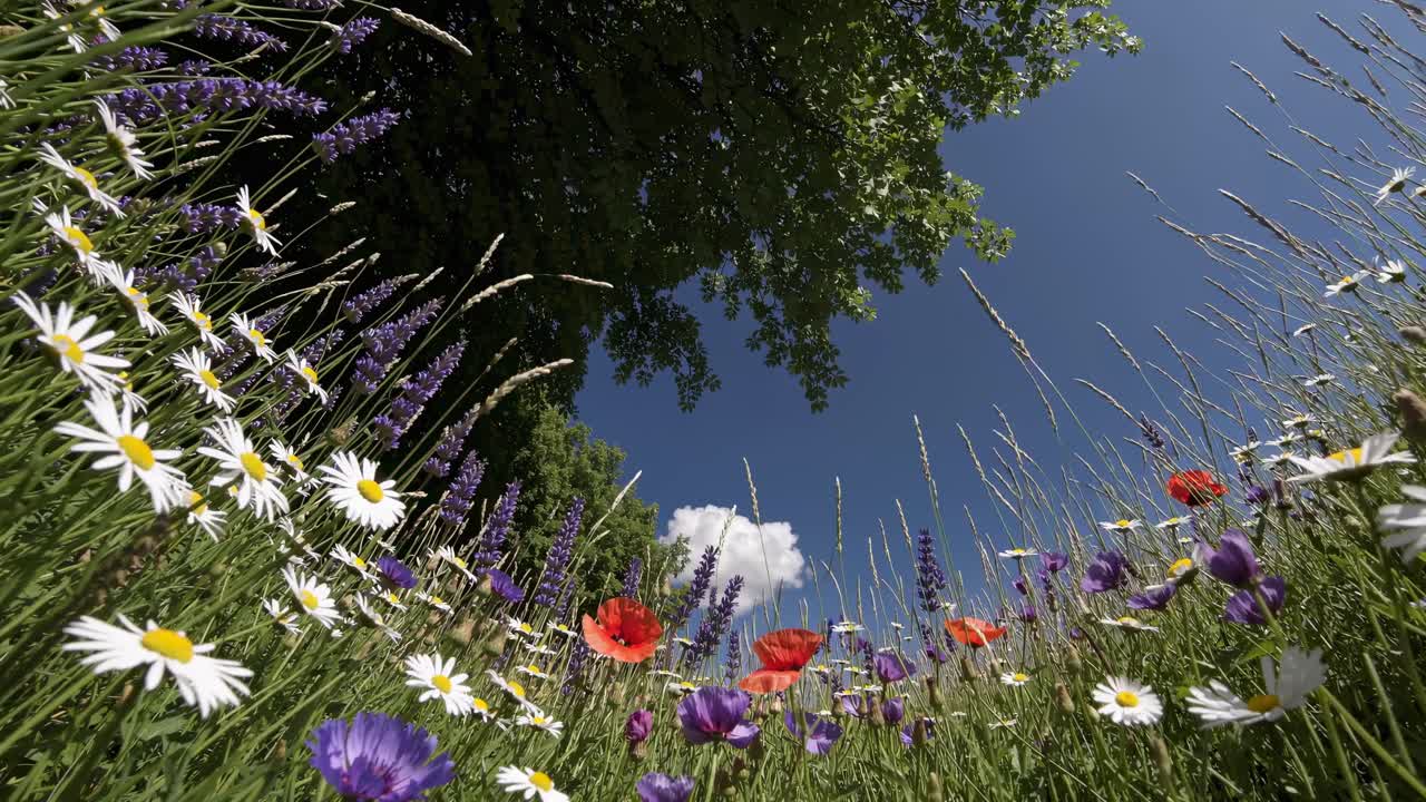 Low-angle video shot of a vibrant wildflower meadow under a clear blue sky, capturing daisies