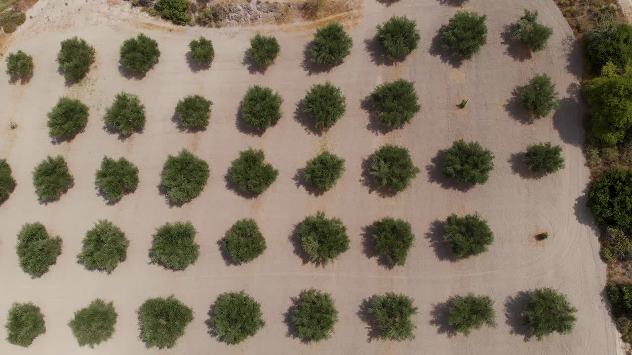 공중:햇볕이 잘 드는 그리스에 있는 녹색 올리브 오일 플랜티지의 탑다운 드론 샷