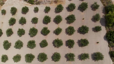 AERIAL:-Topdown-drone-shot-of-green-Olive-Oil-Plantage-in-sunny-Greece