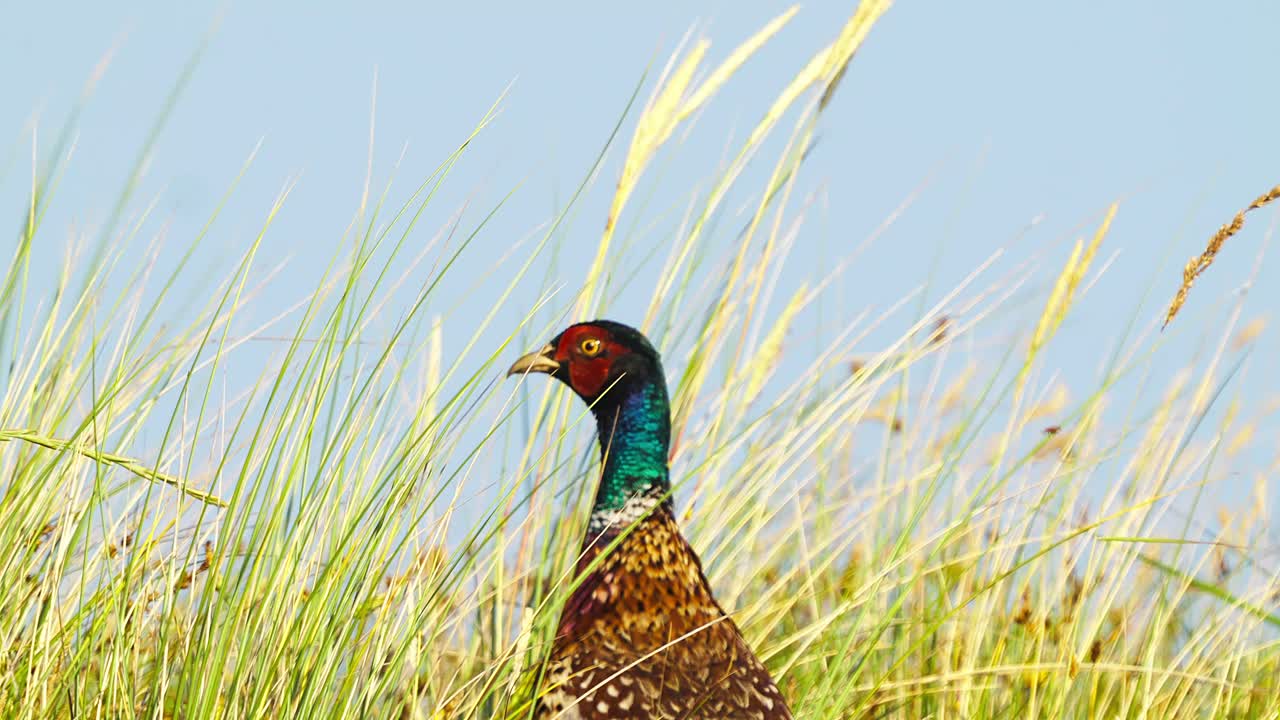 primer plano de faisán común en un entorno natural
