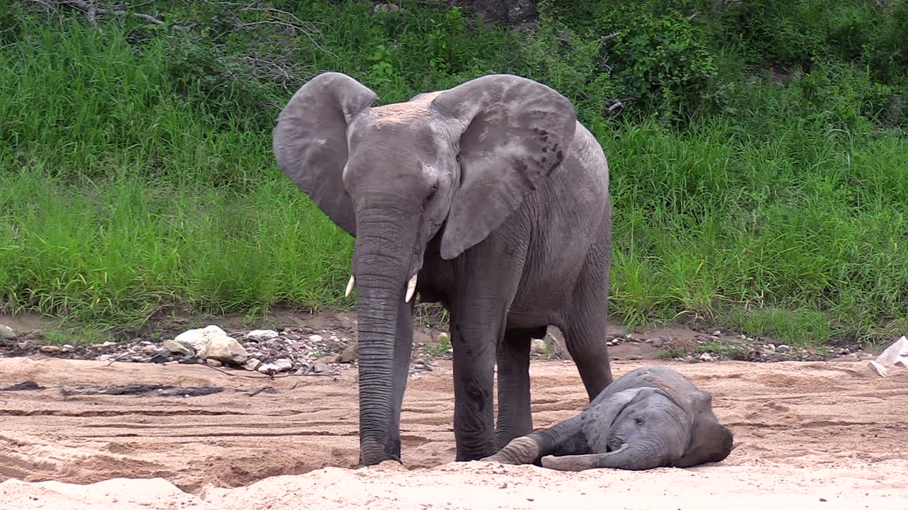 un joven elefante descansando en la arena a los pies de su madre mientras ella cava un hoyo con su trompa en timbavati, sudáfrica