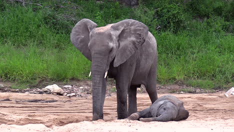 a young elephant resting in the sand at its mother's feet as she digs a hole with her trunk in timbavati, south africa