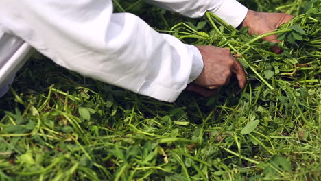 una vista de cerca de un granjero indio cortando el forraje con una hoz manual para los animales de la granja, vestía un vestido tradicional blanco