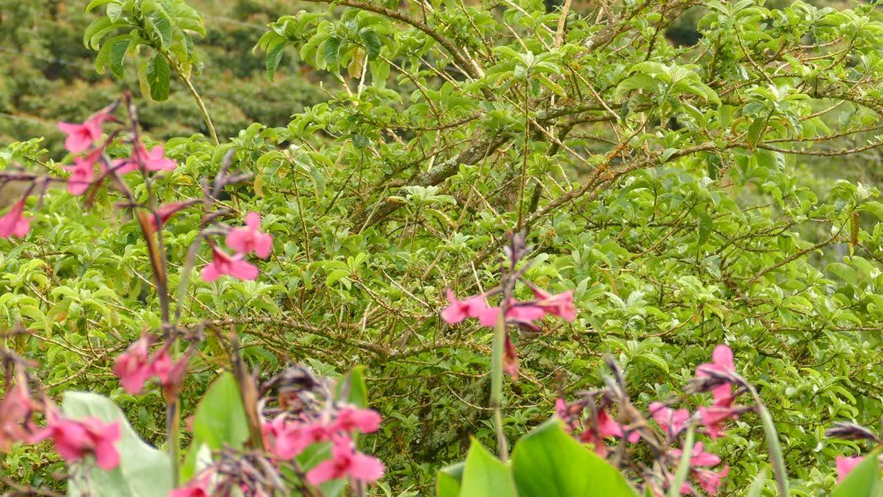 코스타리카 숲의 덤불 한가운데에 분홍색 꽃으로 둘러싸인 루푸스 칼라 참새