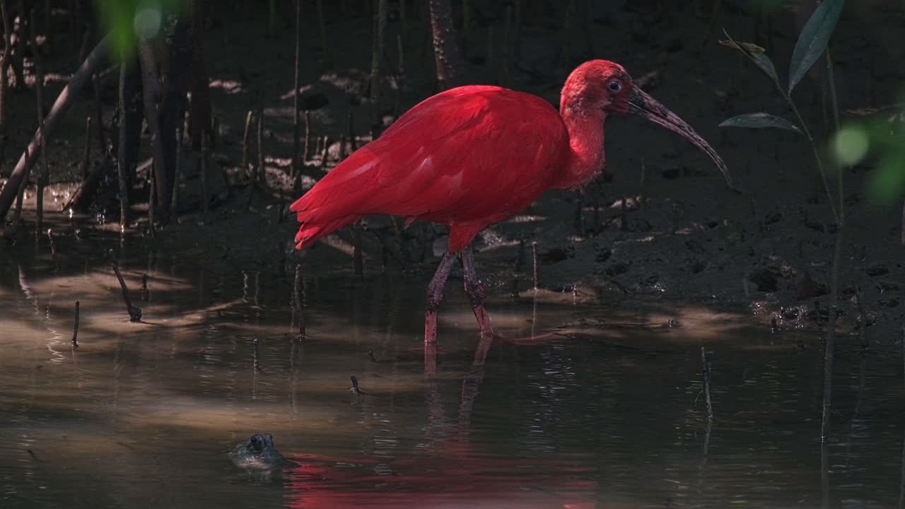 Foraging for food under the mangroves, a Scarlet Ibis-Red Ibis Eudocimus ruber is searching for its meal in a estuary in the Gulf of Thailand.