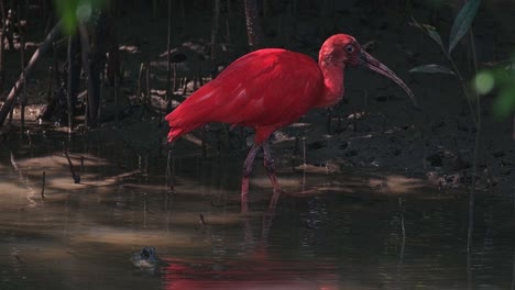 foraging for food under the mangroves, a scarlet ibis-red ibis eudocimus ruber is searching for its meal in a estuary in the gulf of thailand.