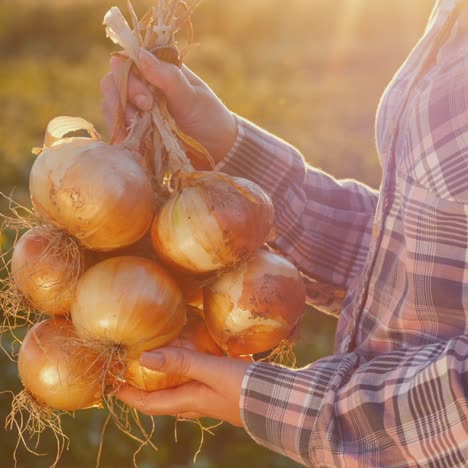 Bauer-Hält-Eine-Tüte-Zwiebeln-Aus-Einer-Guten-Ernte-Von-Seinem-Feld