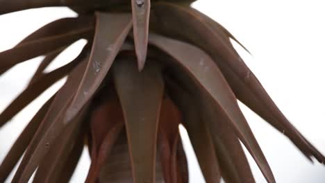 close up of the golden sun shining between the leaves of a young single stem quiver tree in namibia