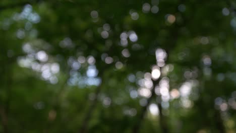 green mist nature blurry background and trees moving