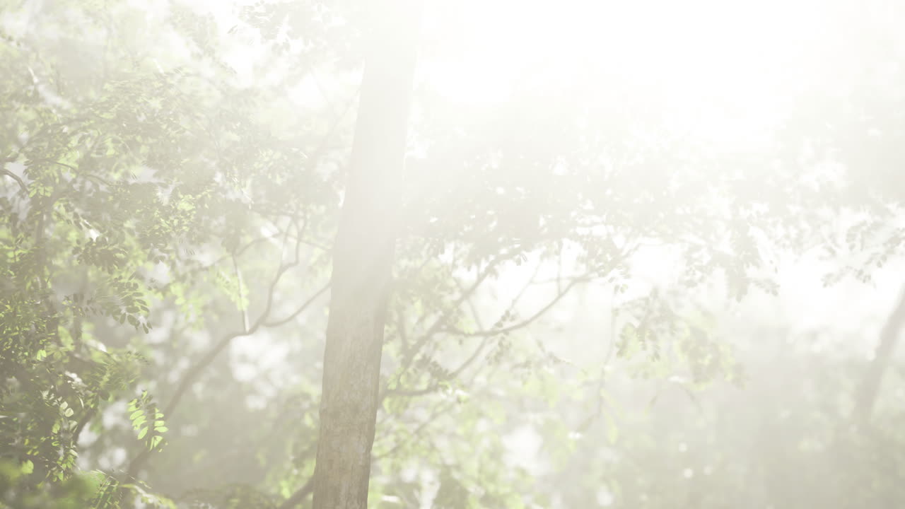 Bright sunlight filtering through misty forest in early morning hours