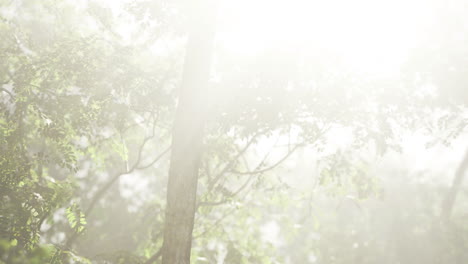 bright sunlight filtering through misty forest in early morning hours