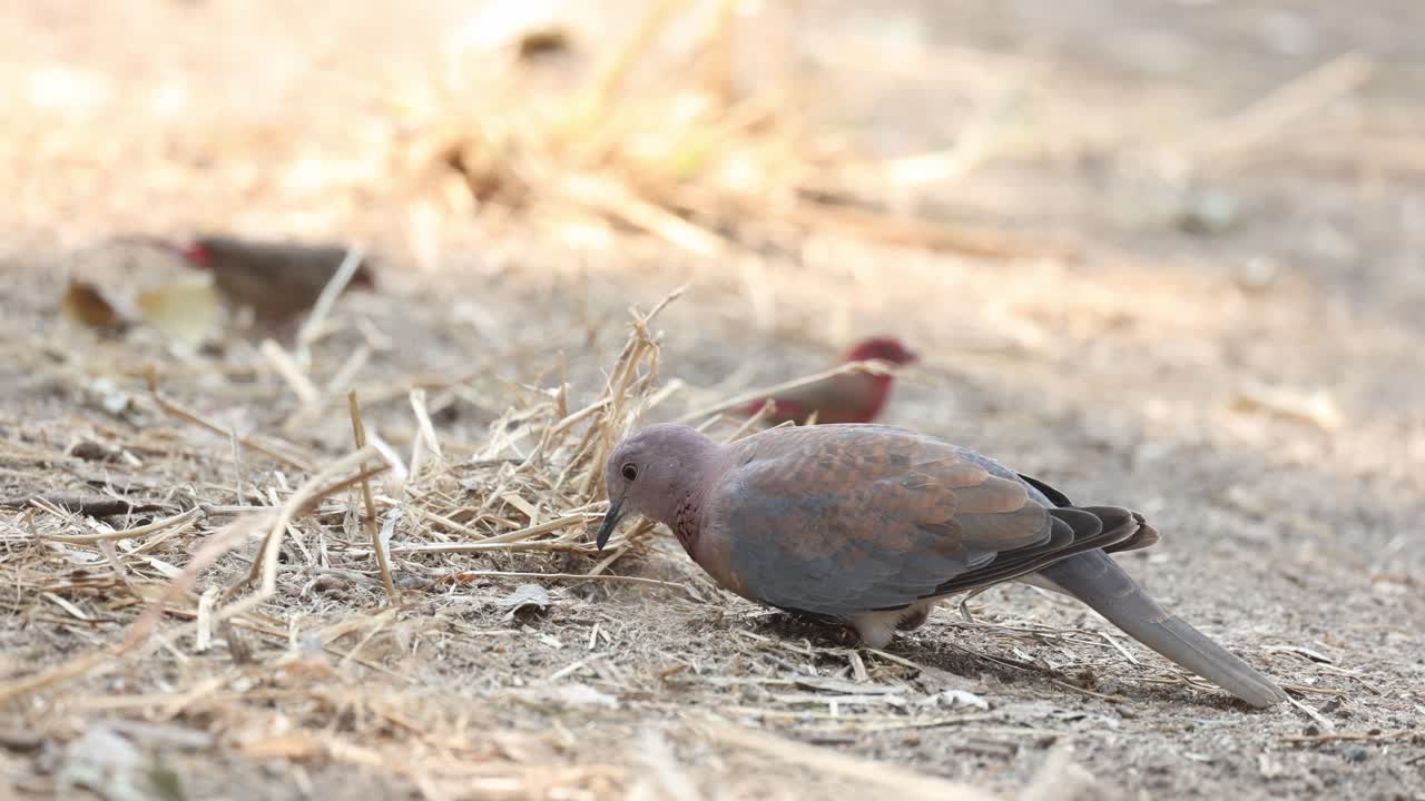A laughing dove searching for food on the ground in the dry grass, Mapungupwe National Park.