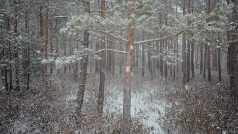 swamp forest of lithuania in the month of march