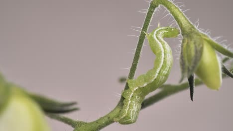 una oruga verde se mueve a lo largo de una rama de un arbusto de tomate