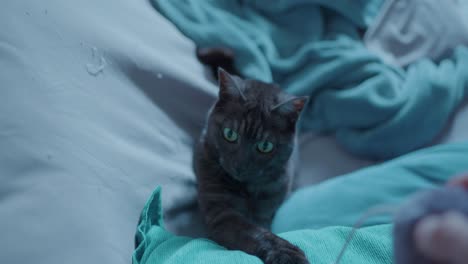 black cat playing with a thread on a blue sofa with dilated pupils