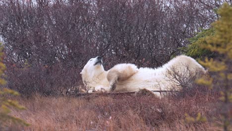 nieve en cámara lenta en un oso polar durmiendo y se extiende entre el cepillo subártico y los árboles de churchill, manitoba