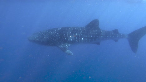 el tiburón ballena nadando pacíficamente 4k australia