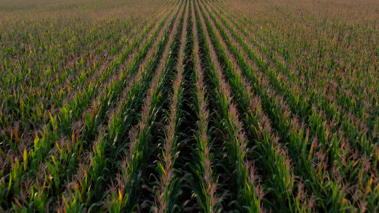 una vista de drones de ángulo bajo sobre largas hileras de tallos de maíz en un día soleado
