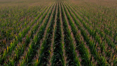 a low angle drone view over long rows of cornstalks on a sunny day