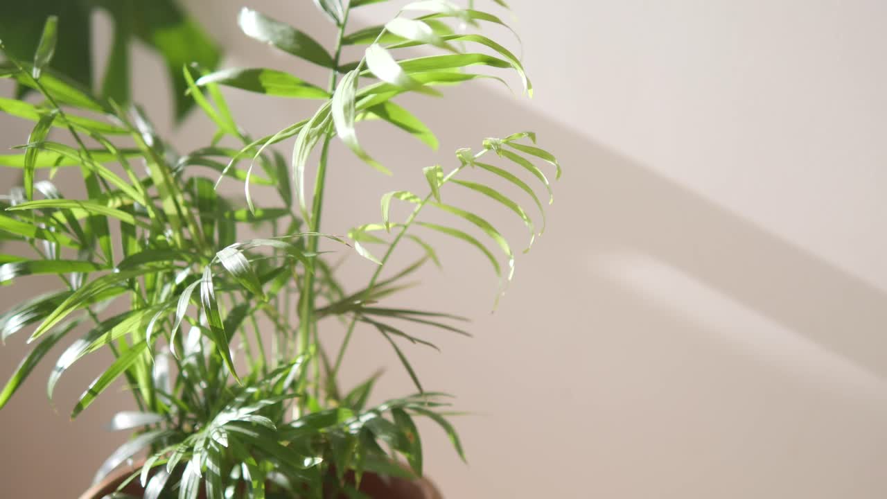 Pianta da appartamento da interno
