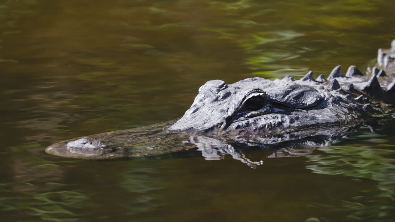 Alligator Head Close Up in Tannic Water 5