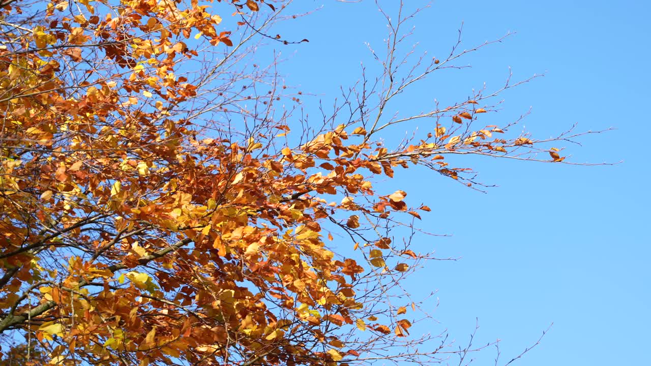 Autumn tree with yellow and orange leaves against bright blue sky