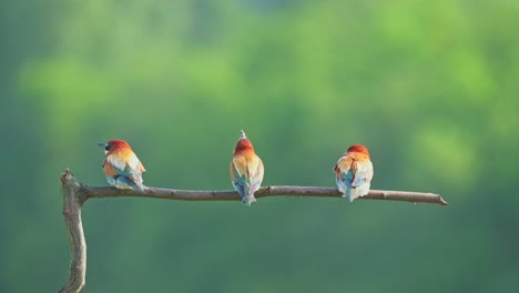 three colorful birds with green background