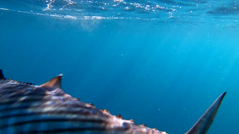 bonita caught on crankbait lure struggles to escape fisherman while light glistens against scale in crystal clear blue water off coast of bahia asuncion mexico