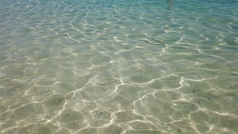 small barracuda in shallow ocean water near shore with sandy bottom