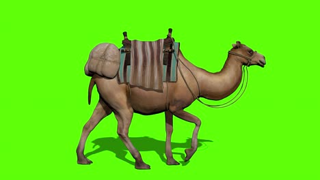 la caravana de camellos camina en el fondo de la pantalla verde.